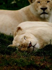 Lionesses resting on grassy field