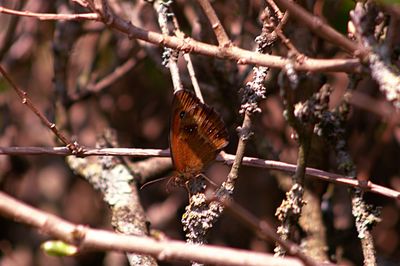 Close-up of butterfly on flower