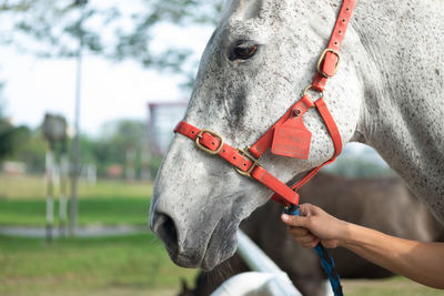 Close-up of hand feeding horse on field