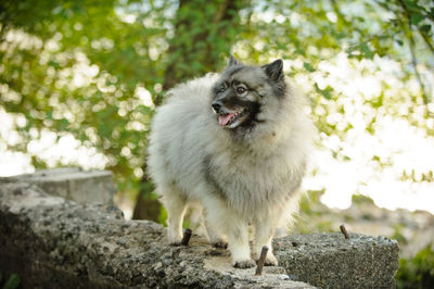 Close-up of dog standing on ground