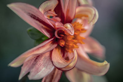 Close-up of day lily