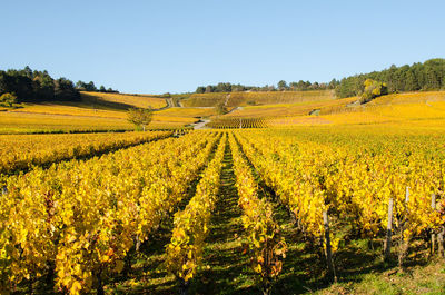 Scenic view of agricultural field against clear sky. scenic view of autumn vineyards. autumn vin