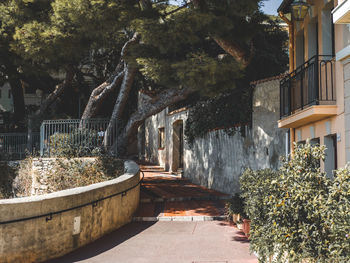 Footpath amidst trees