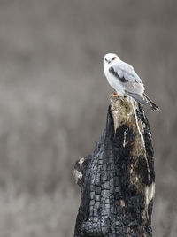 Bird perching on burnt wood