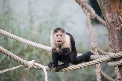 Close-up of monkey eating food on rope