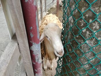 High angle view of horse on fence