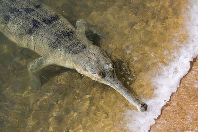 High angle view of lizard on rock in sea