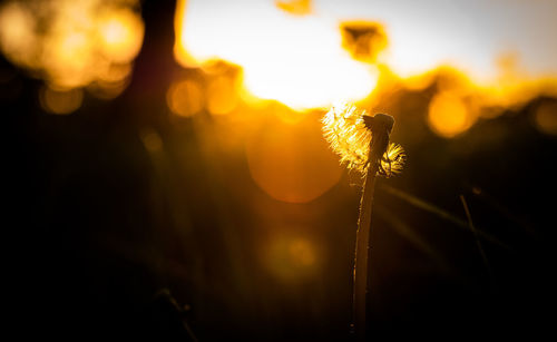 Close-up of flowering plant against sky during sunset