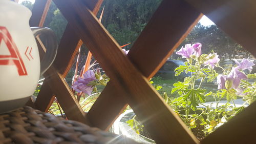 Close-up of flowering plants on land