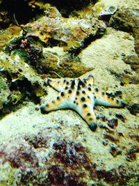 Fish swimming in sea