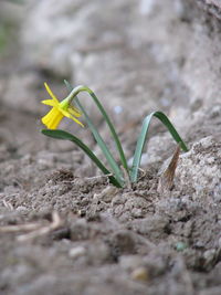 Close-up of plant against blurred background