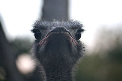 Close-up of ostrich