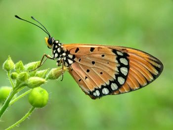 Close-up of butterfly on plant