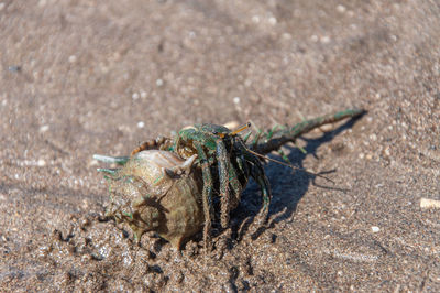 Close-up of grasshopper on beach