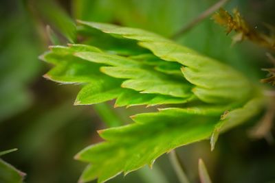 Close-up of green leaves