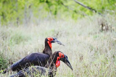 South african ground hornbill searching for food