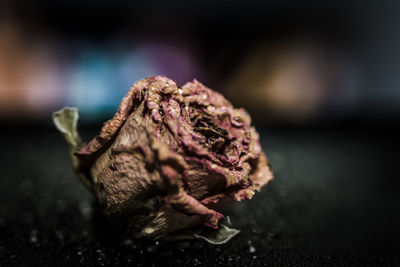 Close-up of flower on table