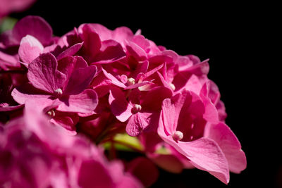 Close-up of pink flowers against black background