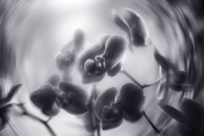 High angle view of flowers in water