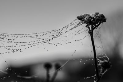 Close-up of wet spider web on plant