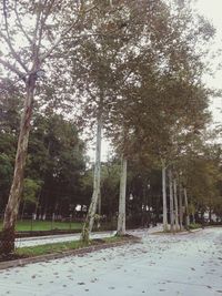 Trees in park against sky