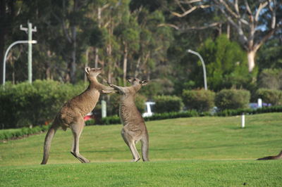 View of two zebras on field