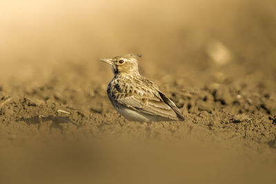 Close-up of bird perching