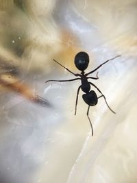 Close-up of spider