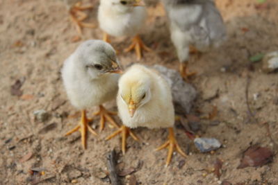 High angle view of ducklings on field