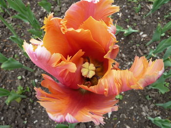 Close-up of orange hibiscus blooming outdoors