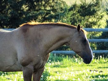 View of horse in ranch