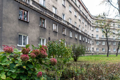 Flowering plants by buildings in city