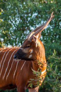 Close-up of horse