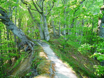 Scenic view of forest