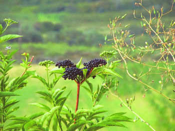 Plants growing on plant