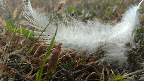 Close-up of plant growing on field