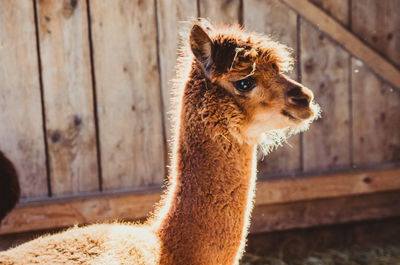 Cute alpaca in barn looking at camera eating and smiling