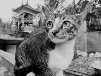 Close-up portrait of a cat