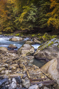 River amidst trees