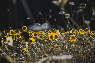 Close-up of yellow flowering plants on field