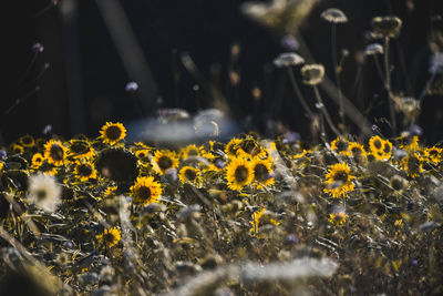 Close-up of yellow flowering plants on field