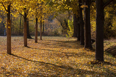 Footpath amidst trees in forest during autumn