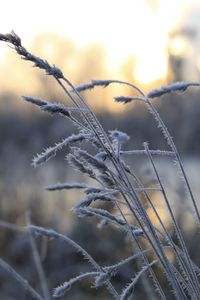 Frost covered grasses in early morning light