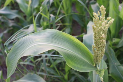 Close-up of fresh green plant in field