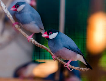 Close-up of birds perching on branch