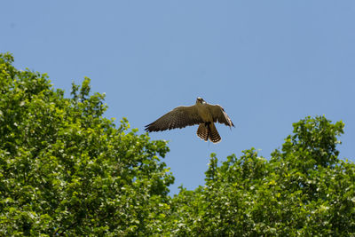 Low angle view of bird flying in the sky