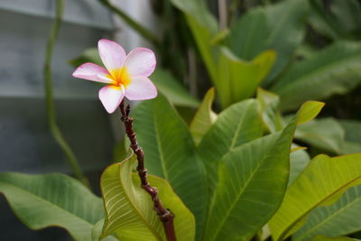 Close-up of insect on plant