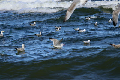 Seagulls flying over sea