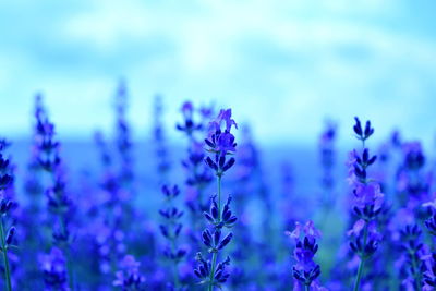 Close-up of purple flowering plants on field