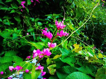 Close-up of pink flowers